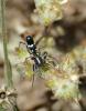 Micaria rossica
